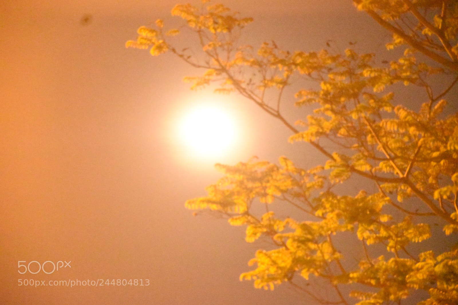 Nikon D5500 sample photo. Moon through foliage high photography