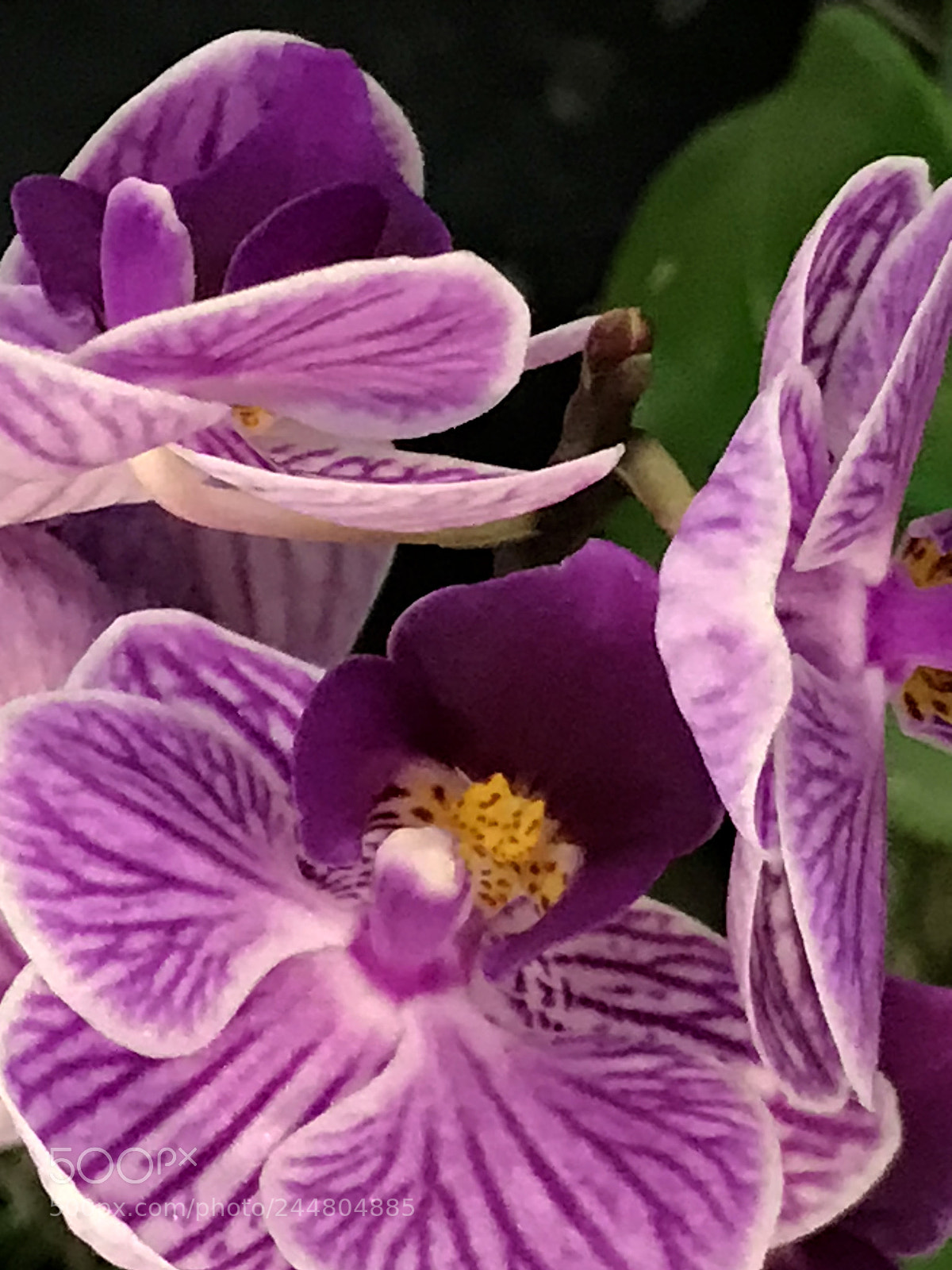 Apple iPhone 7 Plus sample photo. Starting photography