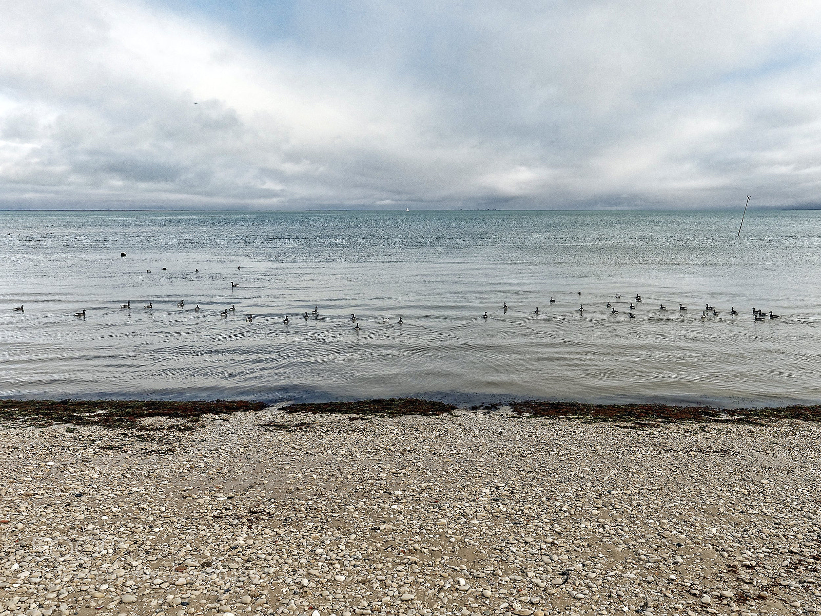 Olympus OM-D E-M1 sample photo. Oiseaux oisifs photography