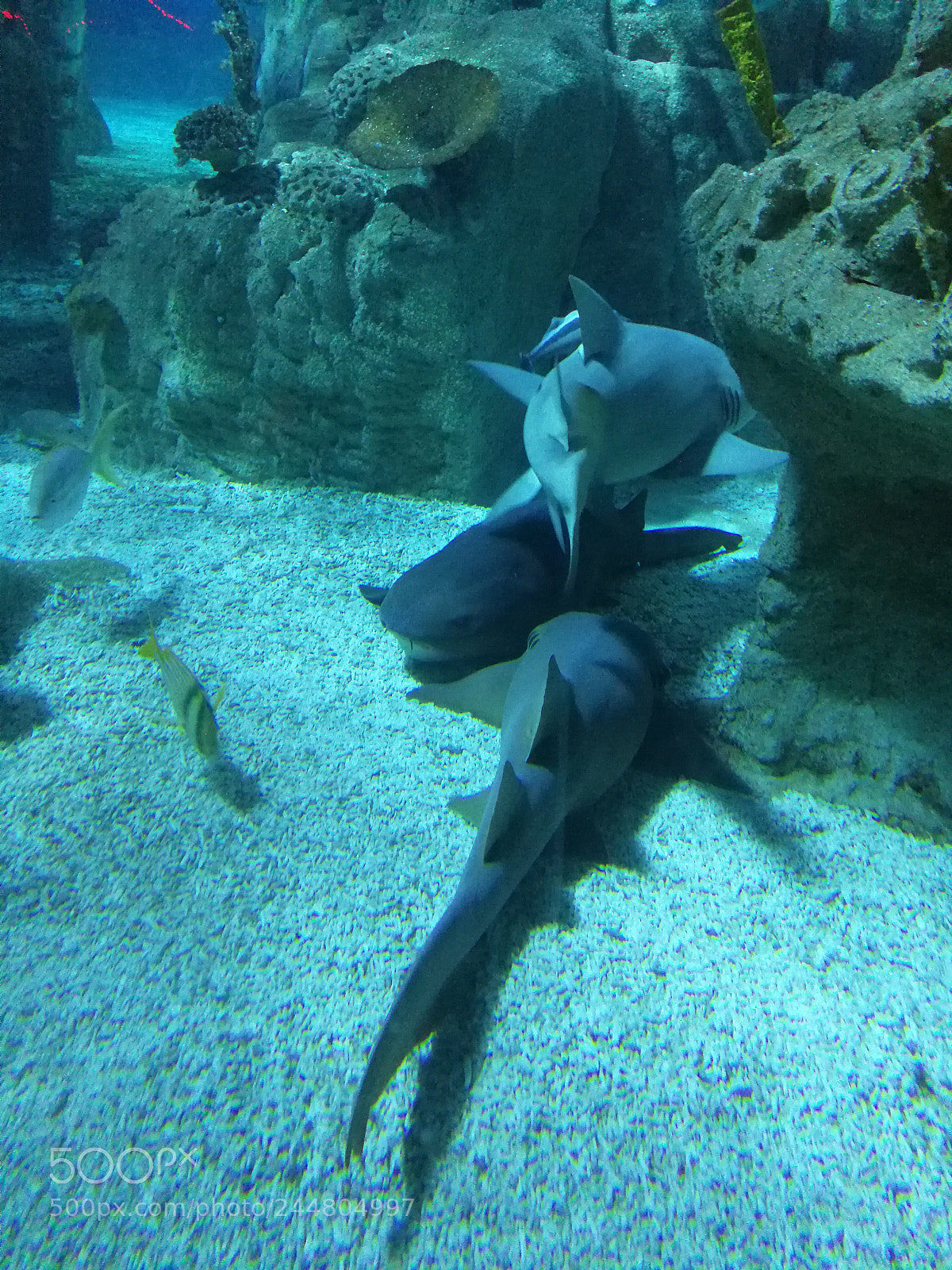 HUAWEI Mate 9 sample photo. Sharks photography