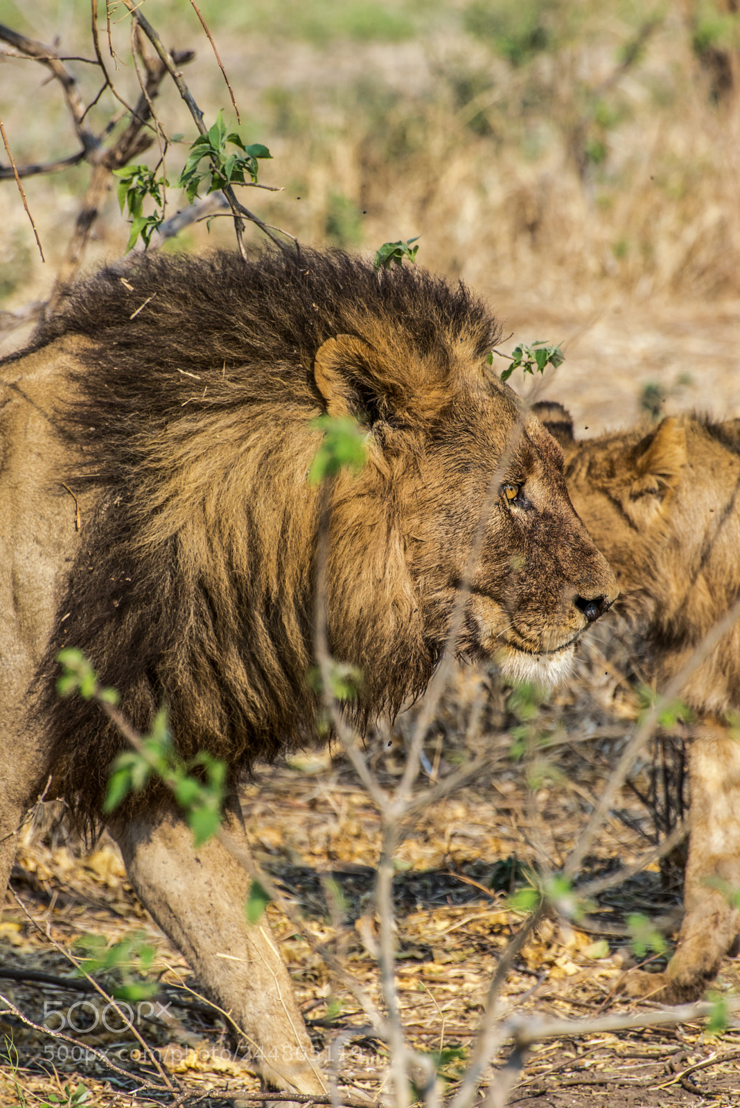 Nikon D610 sample photo. King of the jungle photography