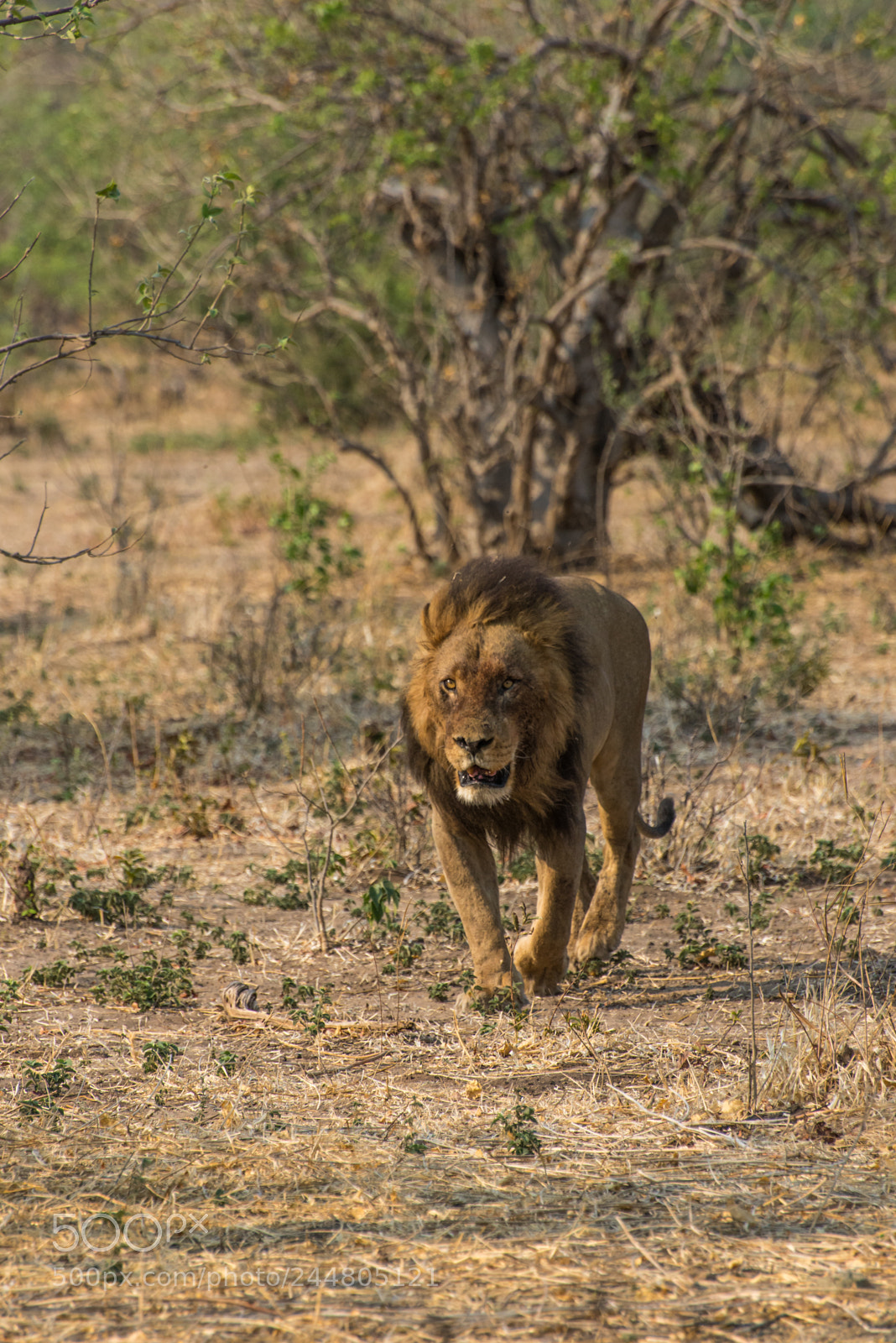 Nikon D610 sample photo. Lion advance photography