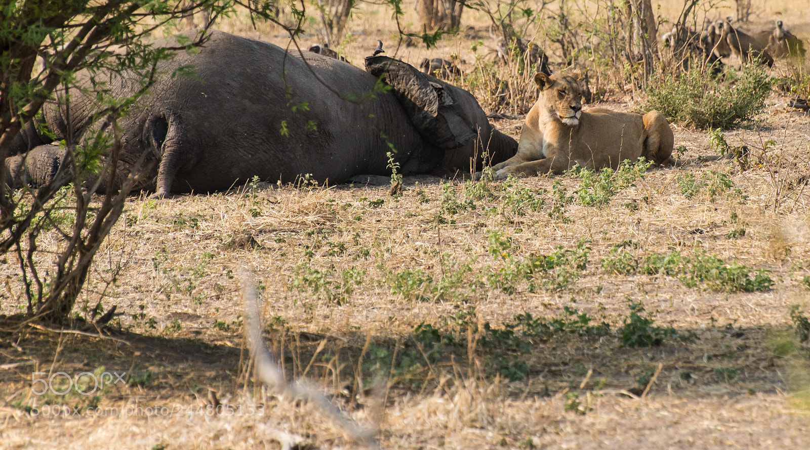 Nikon D610 sample photo. Lioness guarding dinner photography