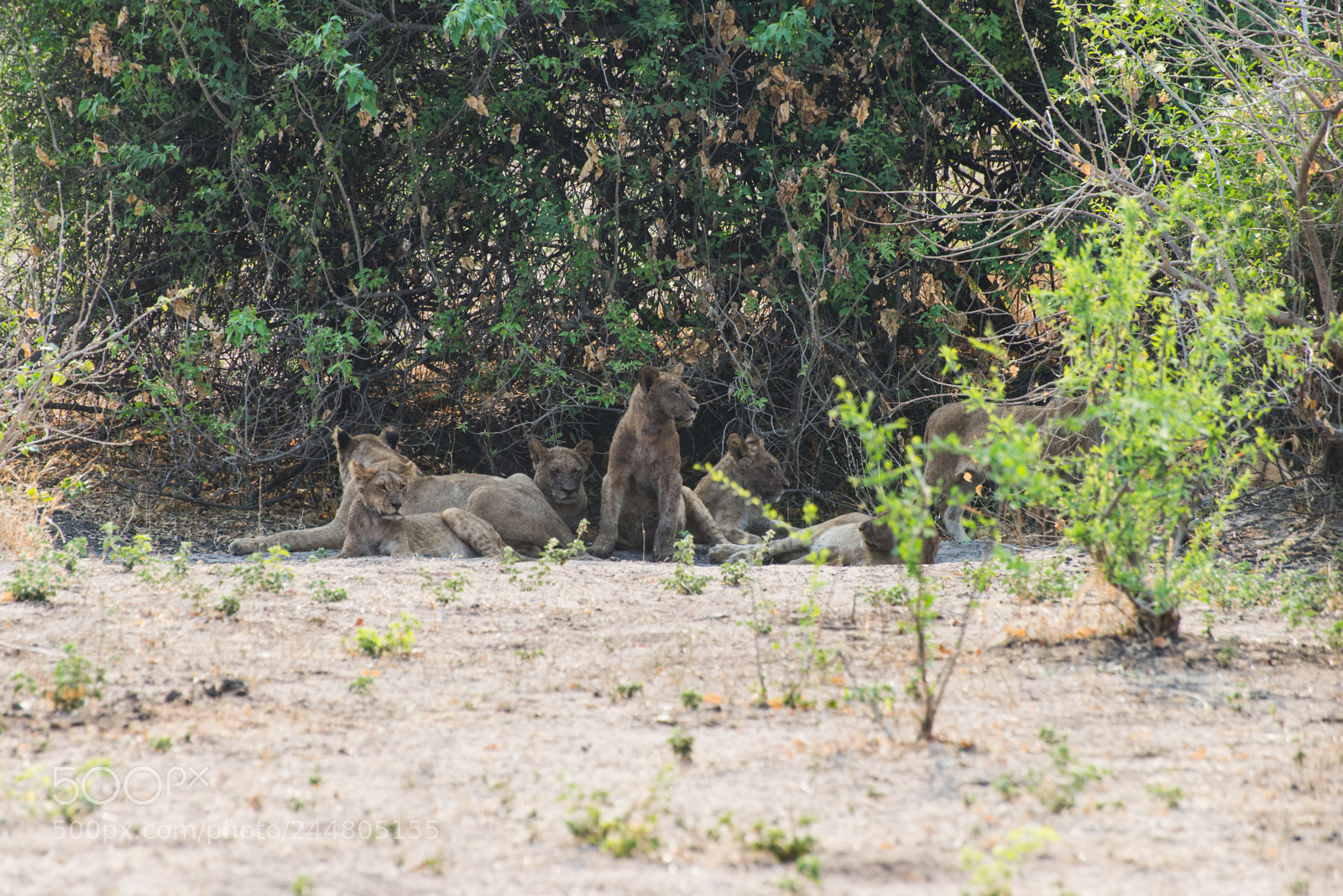 Nikon D610 sample photo. The pride rests photography