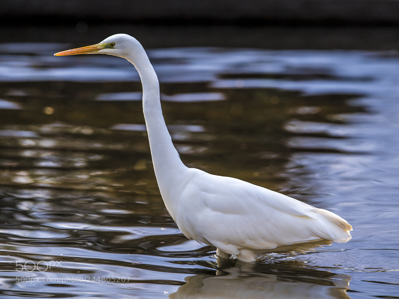 Nikon D5 sample photo. Egret photography