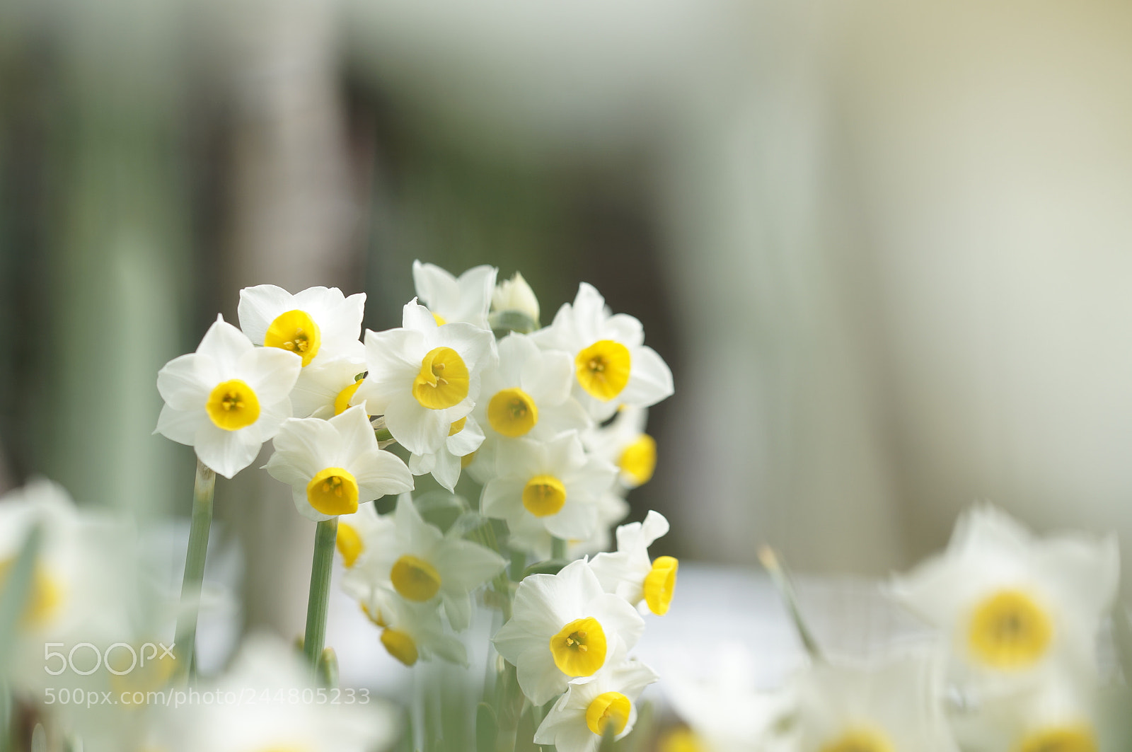 Sony SLT-A57 sample photo. Narcissus photography