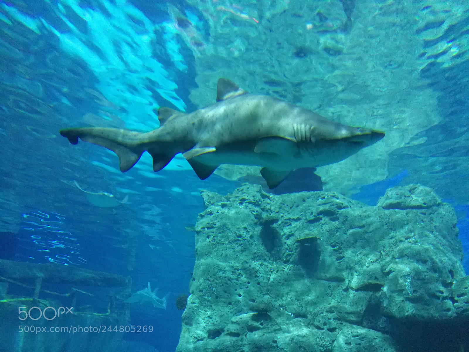 HUAWEI Mate 9 sample photo. Big shark photography