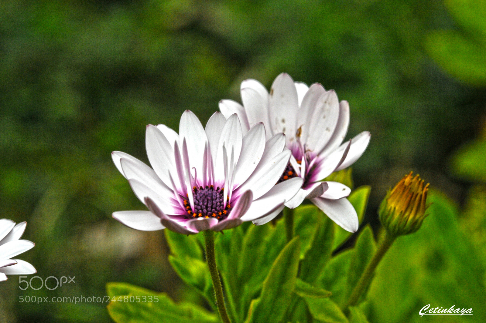 Nikon D700 sample photo. Twın photography