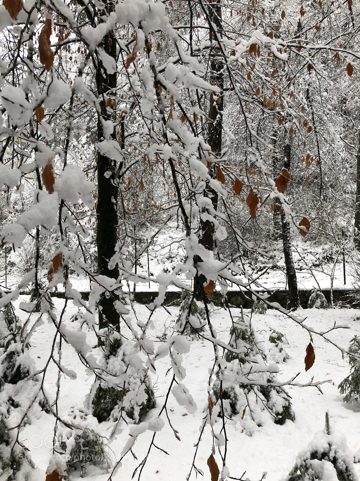 Apple iPhone 8 sample photo. Winter time photography