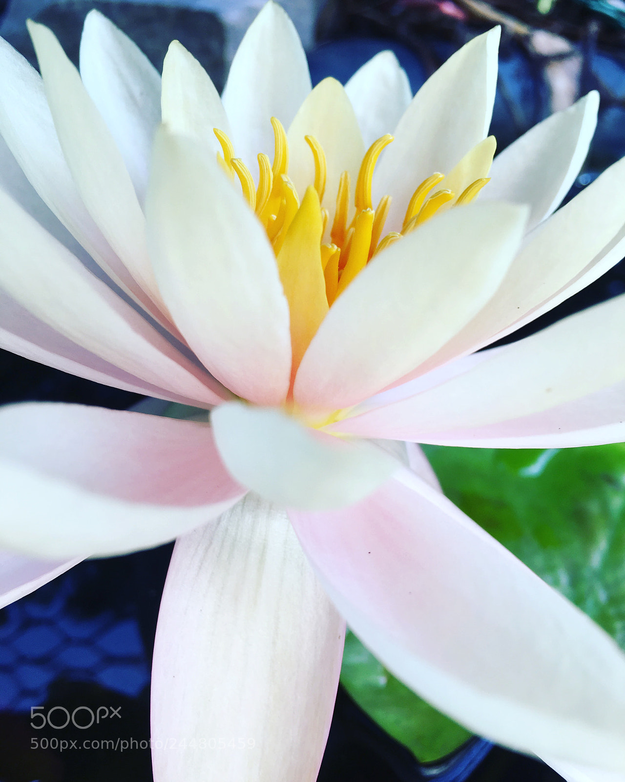 Apple iPhone 6s Plus sample photo. Fcdee bd eeb photography
