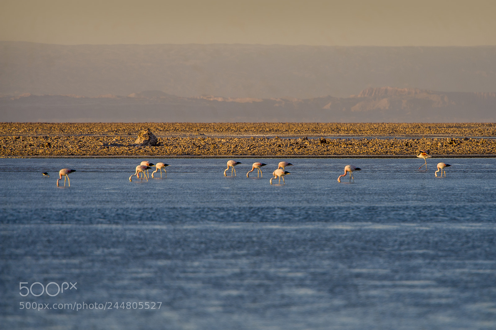 Nikon D3 sample photo. Flamingo laguna photography