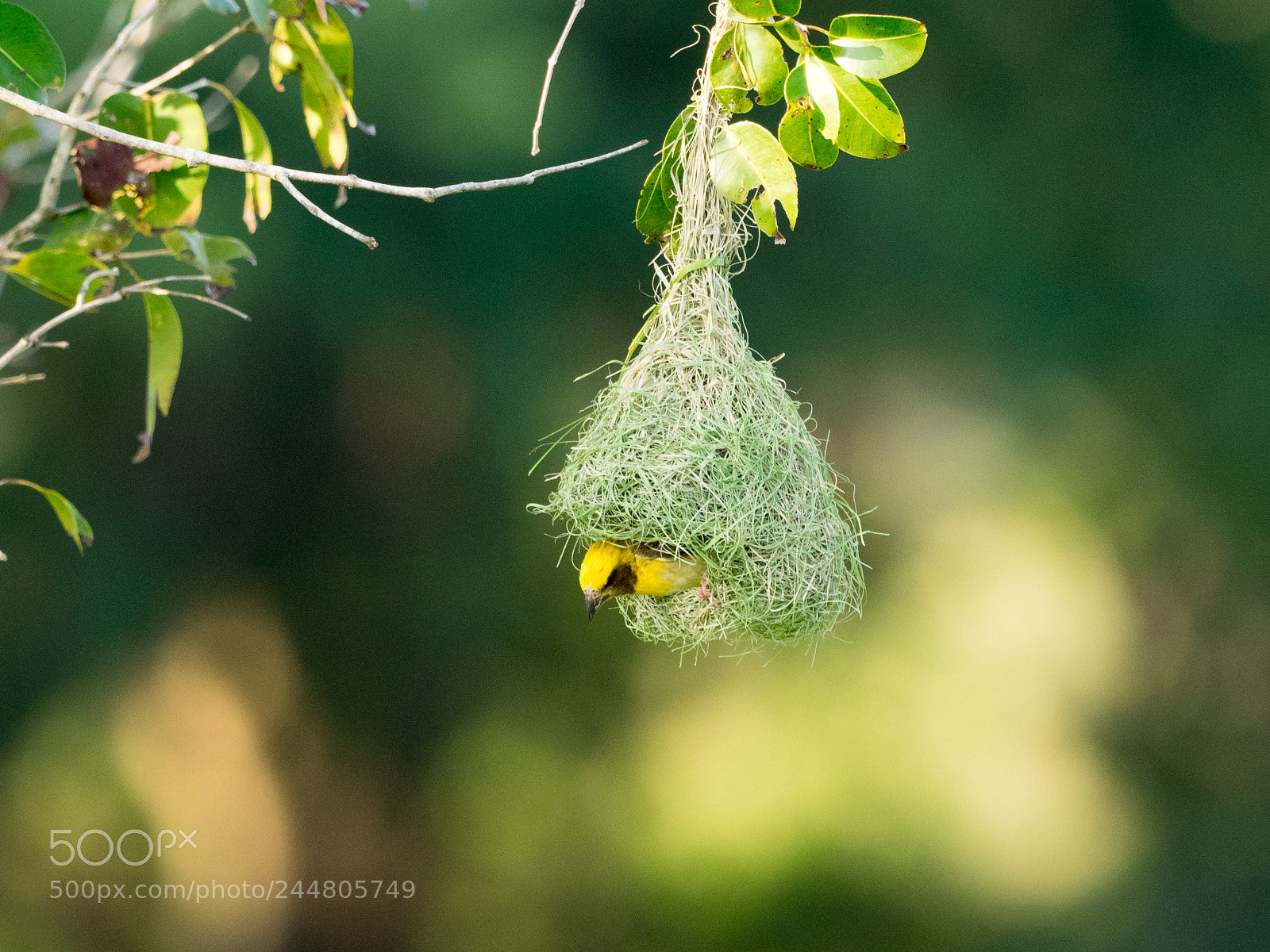 Olympus OM-D E-M1 sample photo. Baya weaver photography