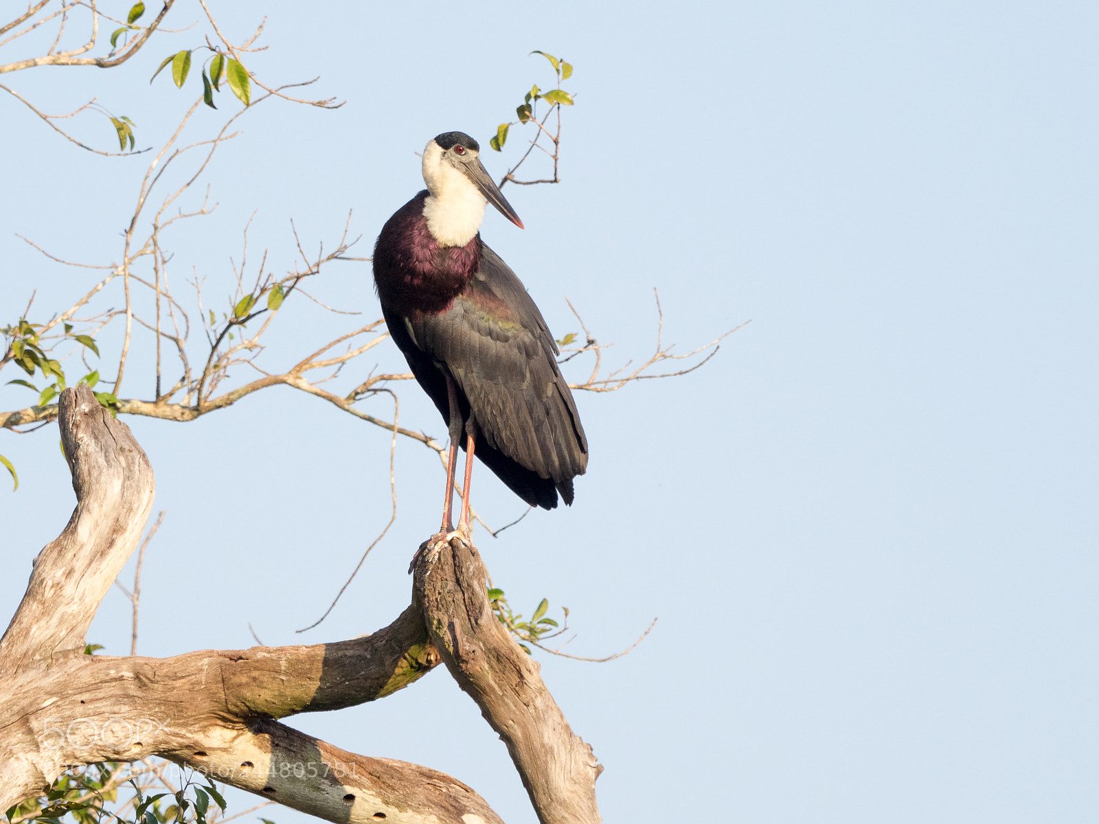 Olympus OM-D E-M1 sample photo. Wooly-necked stork photography