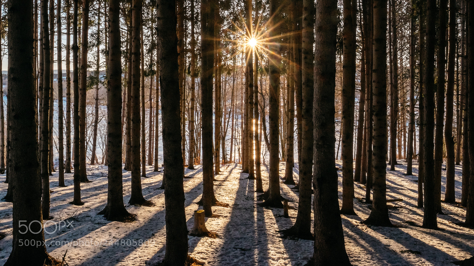 Fujifilm X-T1 sample photo. Through the trees photography
