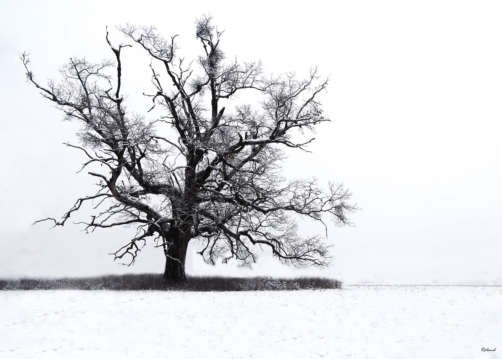 Sony Cyber-shot DSC-HX400V sample photo. Winter tree photography