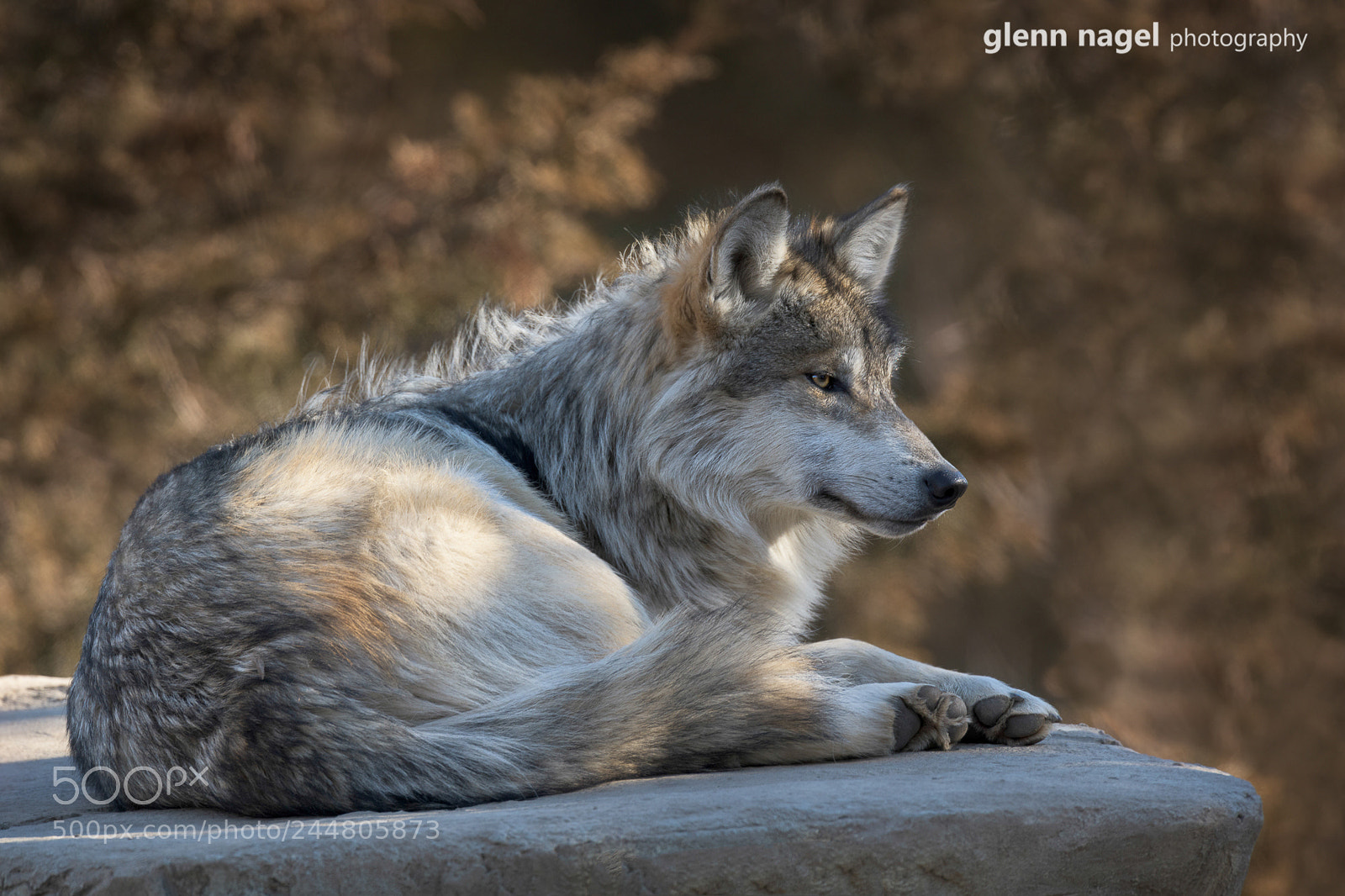 Nikon D850 sample photo. Mexican gray wolf photography