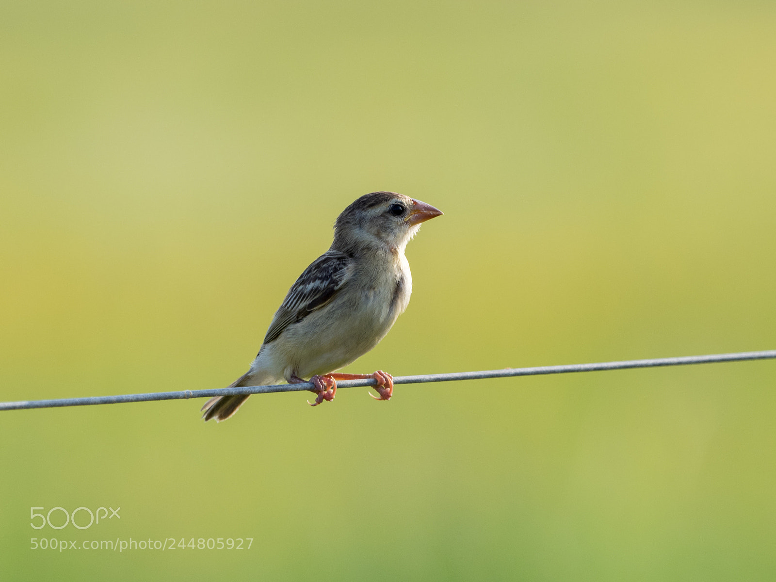 Olympus OM-D E-M1 sample photo. Baya weaver photography