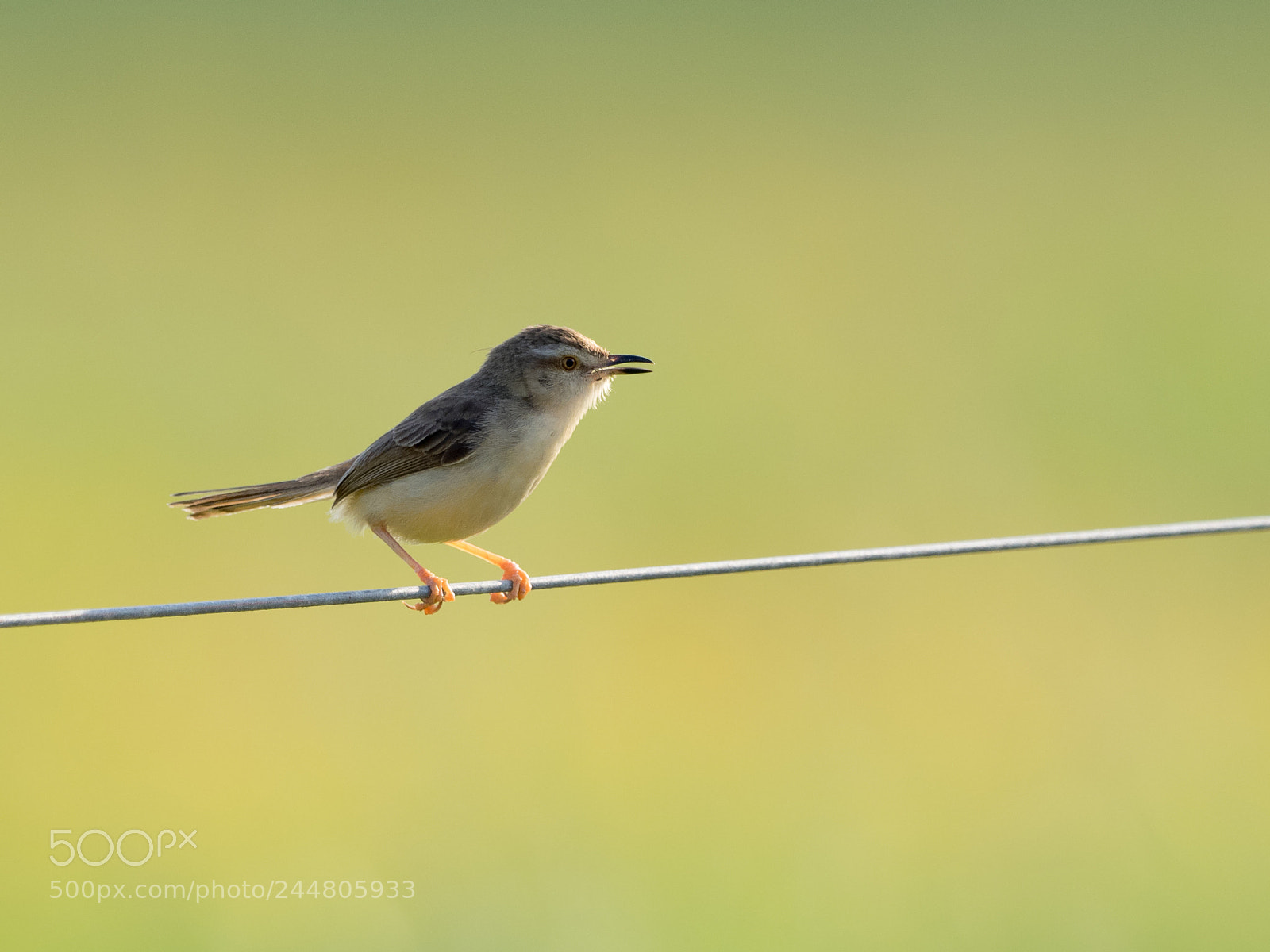 Olympus OM-D E-M1 sample photo. Plain prinia photography