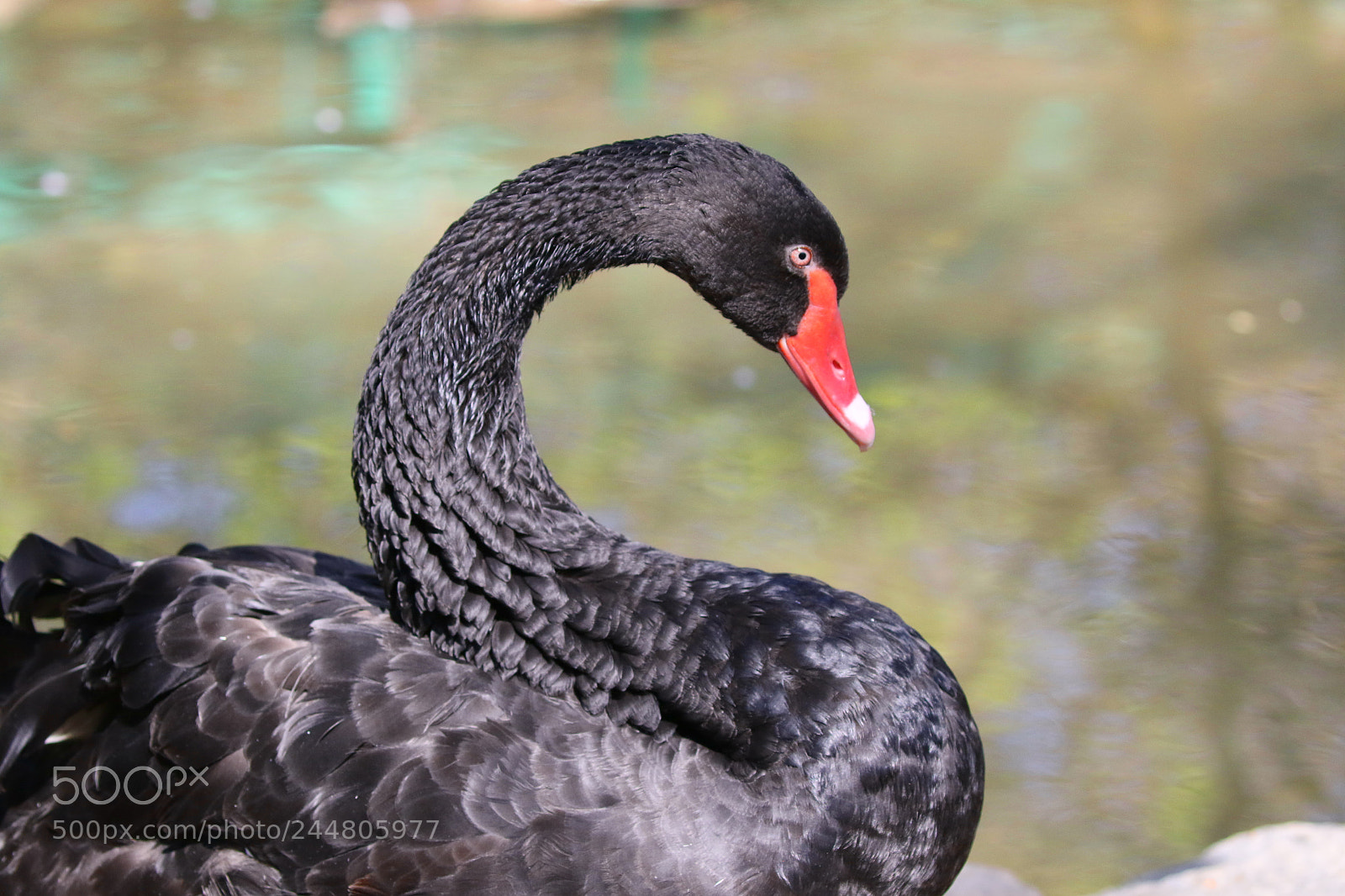 Canon EOS 7D Mark II sample photo. Black swan ukraine photography