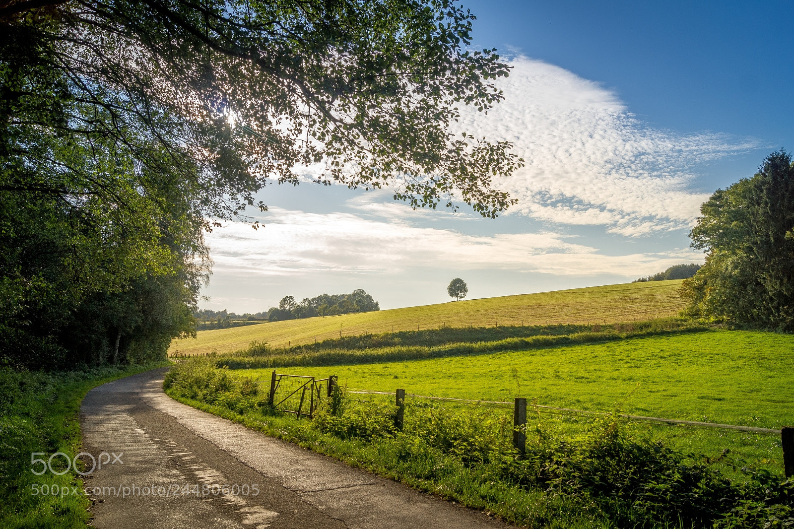 Sony Alpha DSLR-A500 sample photo. A bright summer photo photography