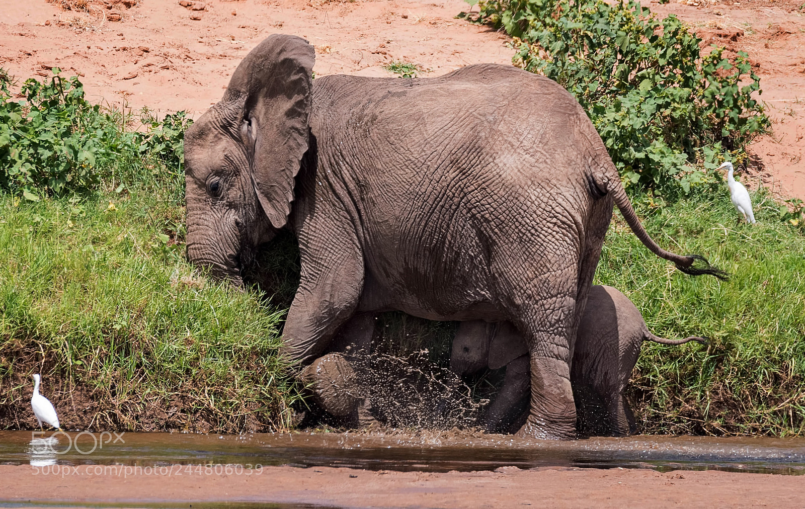 Nikon D500 sample photo. Bathing and hiding elephants photography