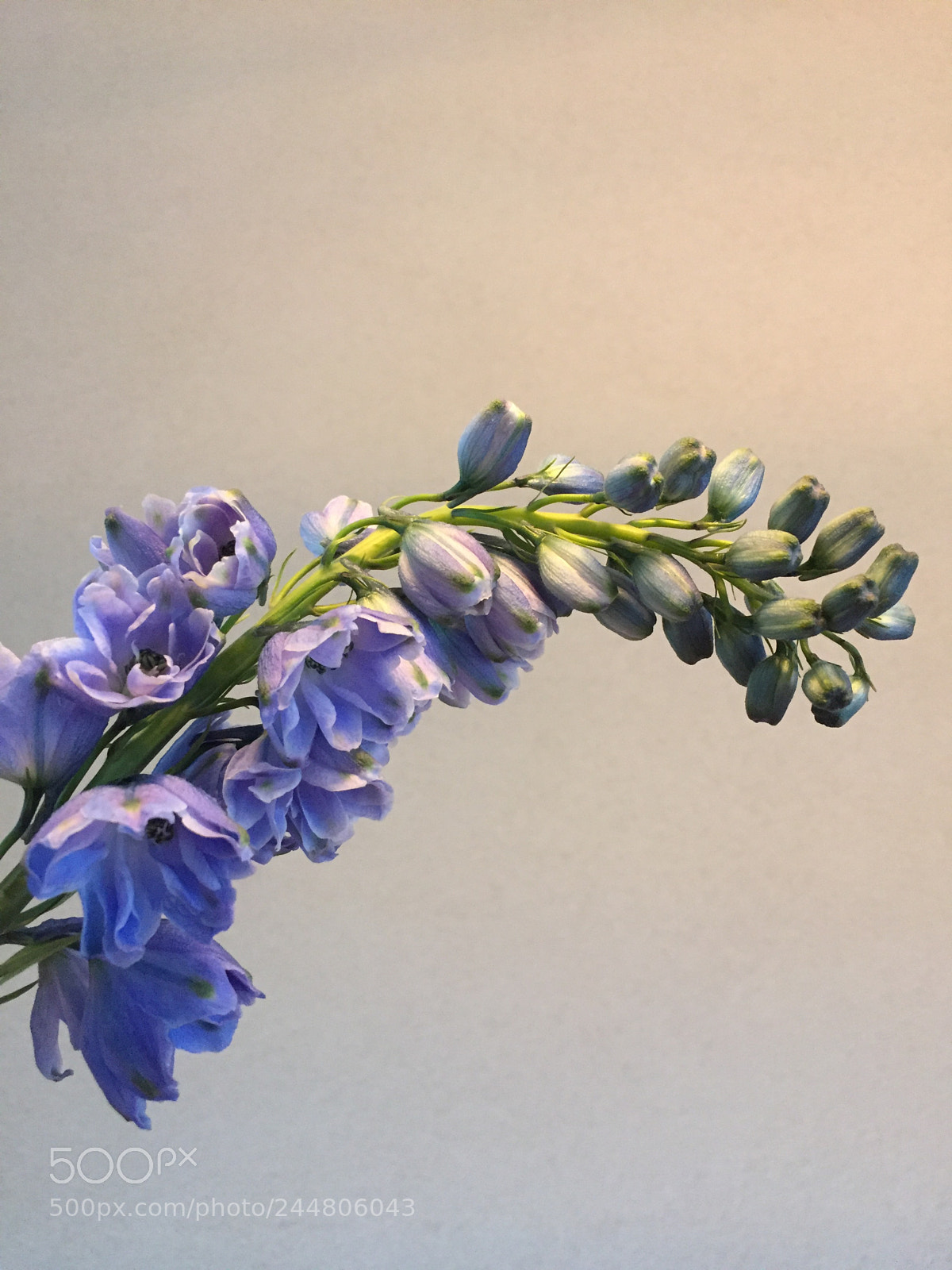 Apple iPhone 6 sample photo. Purple flower photography