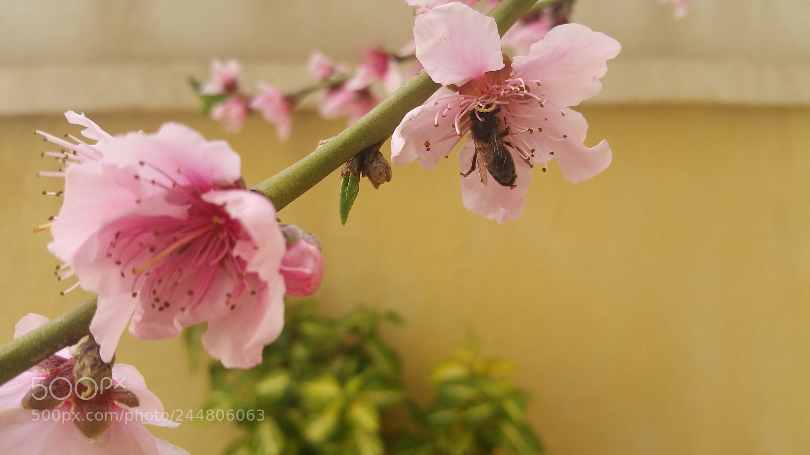 Samsung Galaxy Note4 sample photo. Spring photography