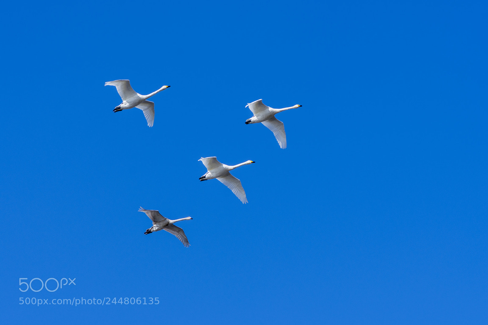 Nikon D7200 sample photo. Whooper swans photography