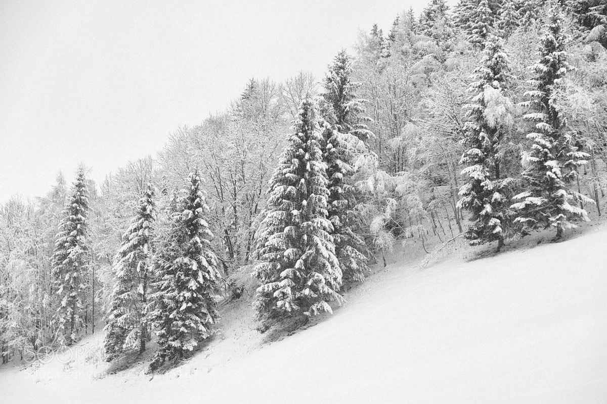 Nikon D850 sample photo. Winter fairy tale photography