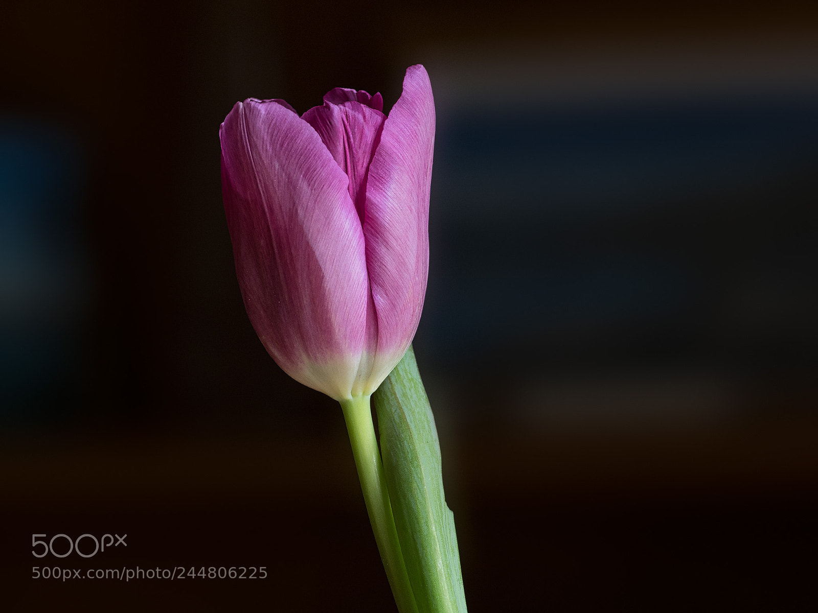 Olympus OM-D E-M1 Mark II sample photo. Tulip photography