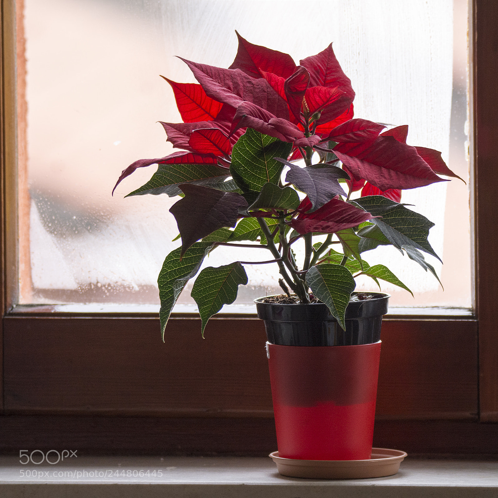 Nikon D7100 sample photo. Red star photography