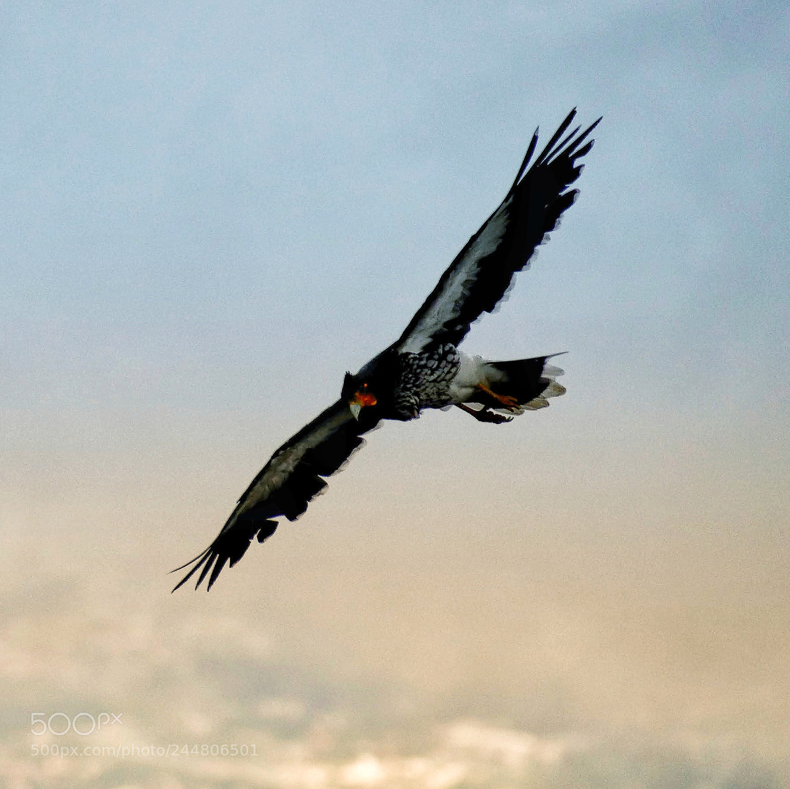 Nikon D5500 sample photo. Caracara in flight photography