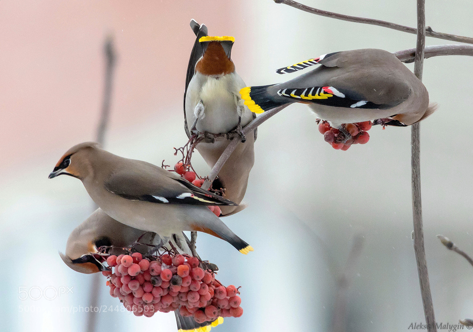 Canon EOS 7D Mark II sample photo. Equilibristic dinner photography