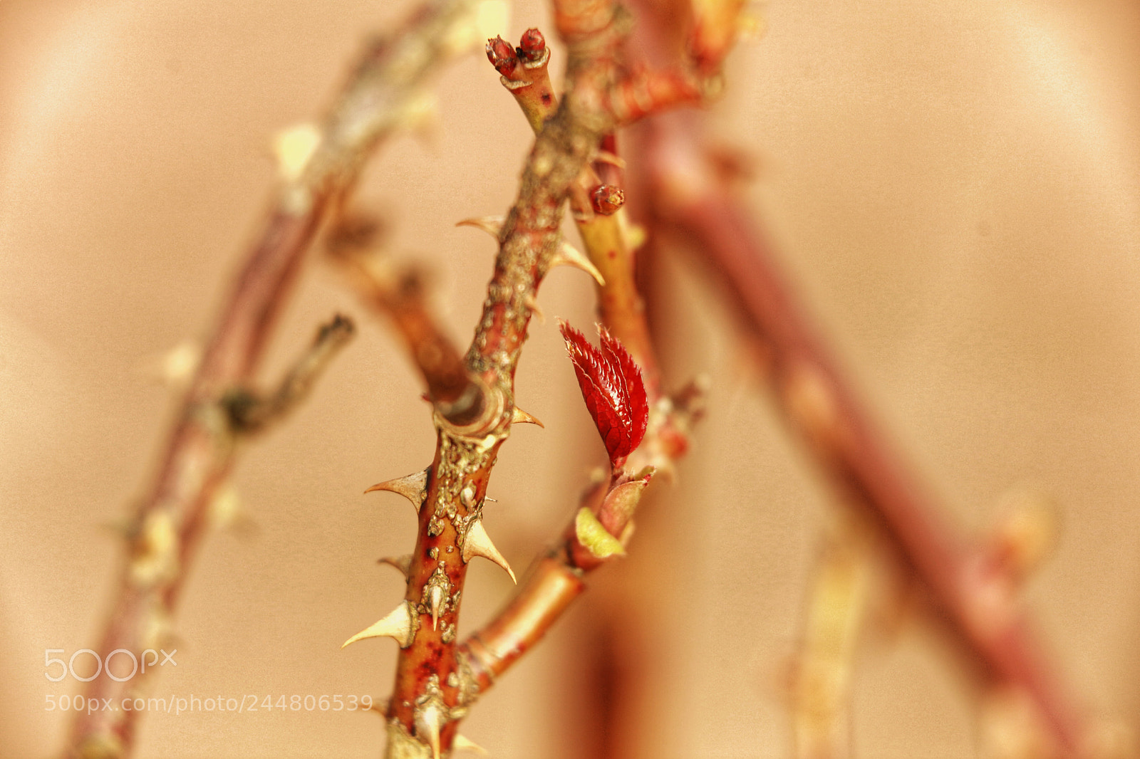Canon EOS 5DS R sample photo. Sprig is coming !! photography