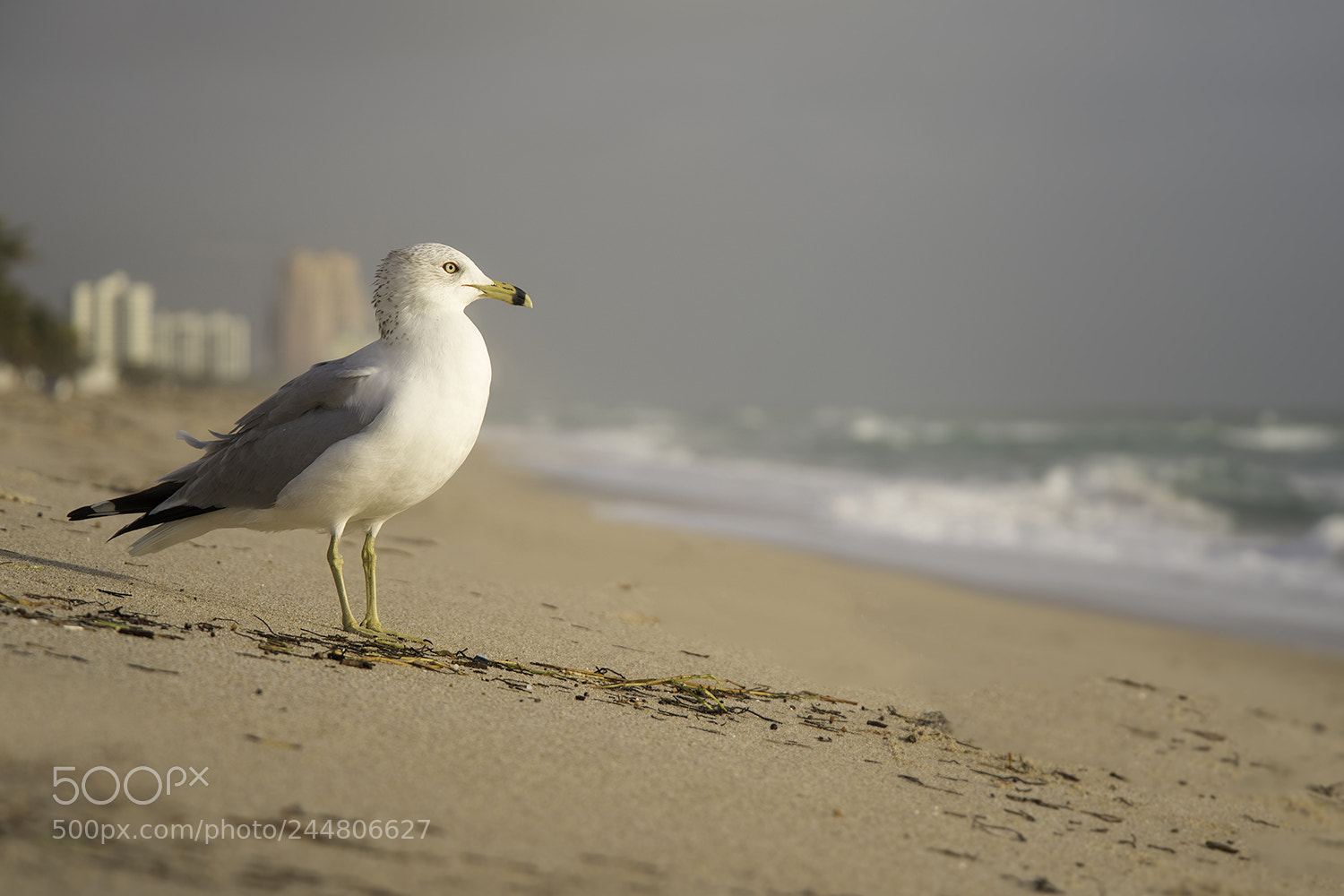 Pentax K-1 sample photo. King of the beach photography