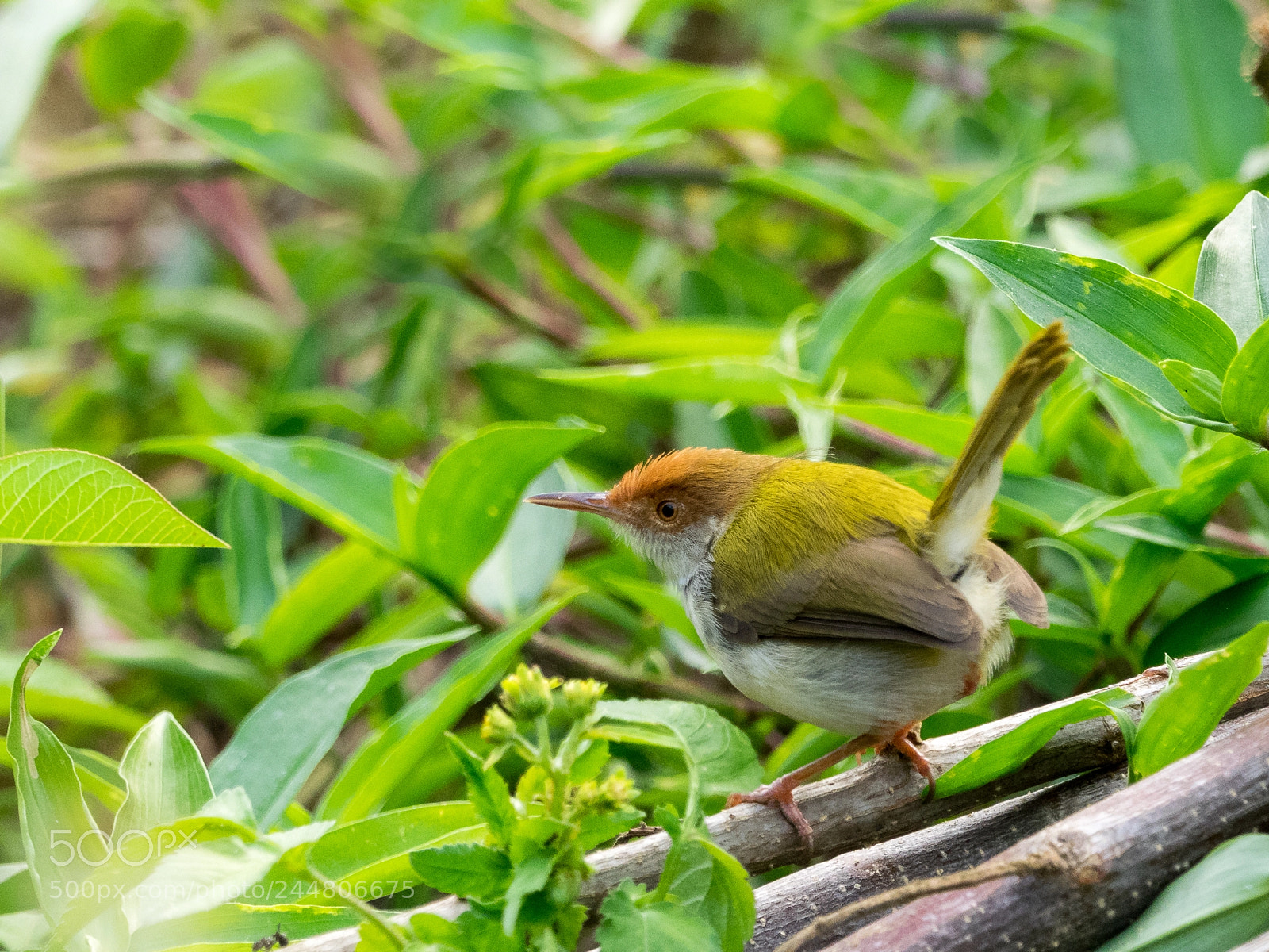 Olympus OM-D E-M1 sample photo. Common tailorbird photography