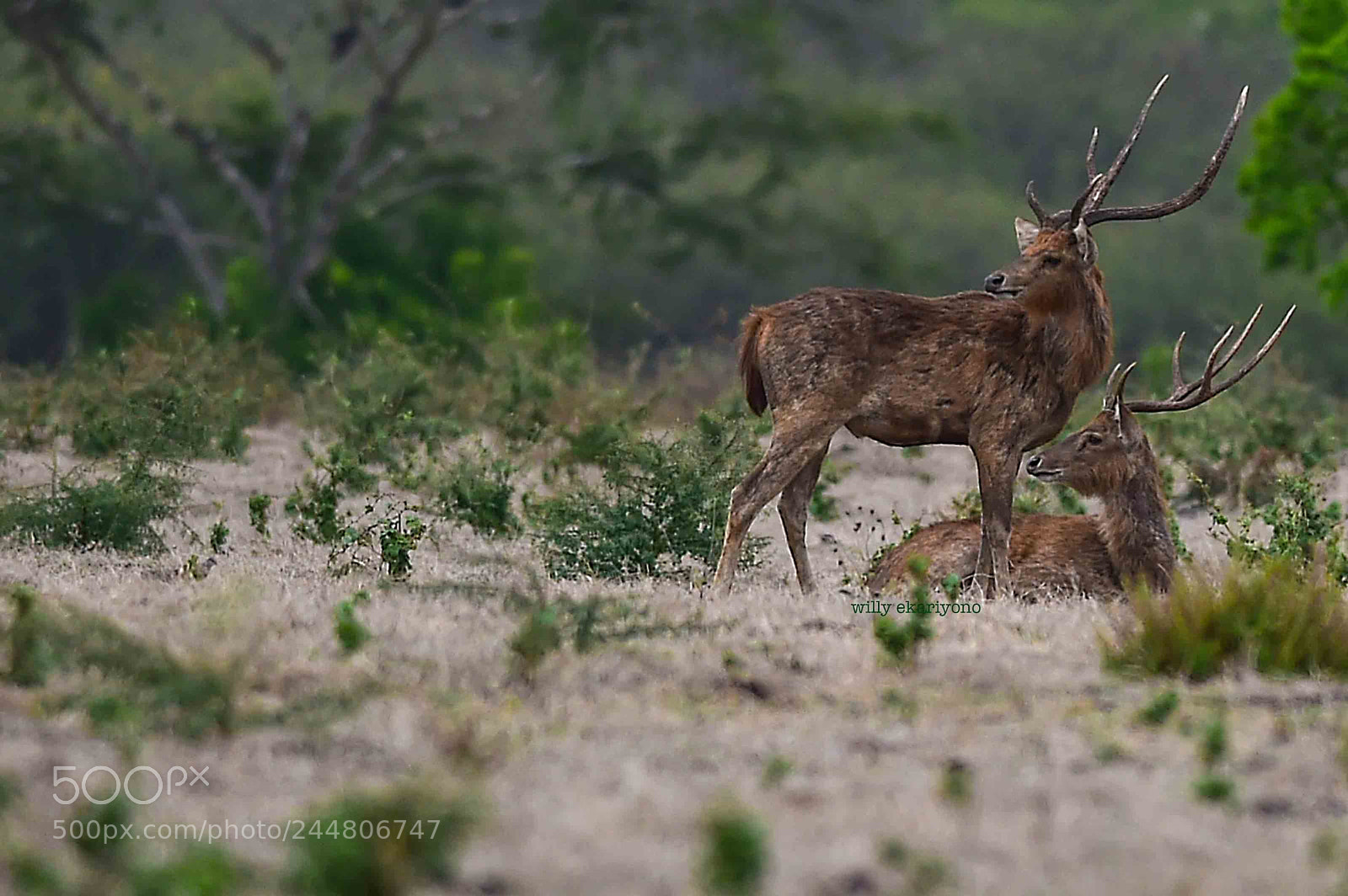 Nikon D4S sample photo. Cervus timorensis (blainville, 1822) photography