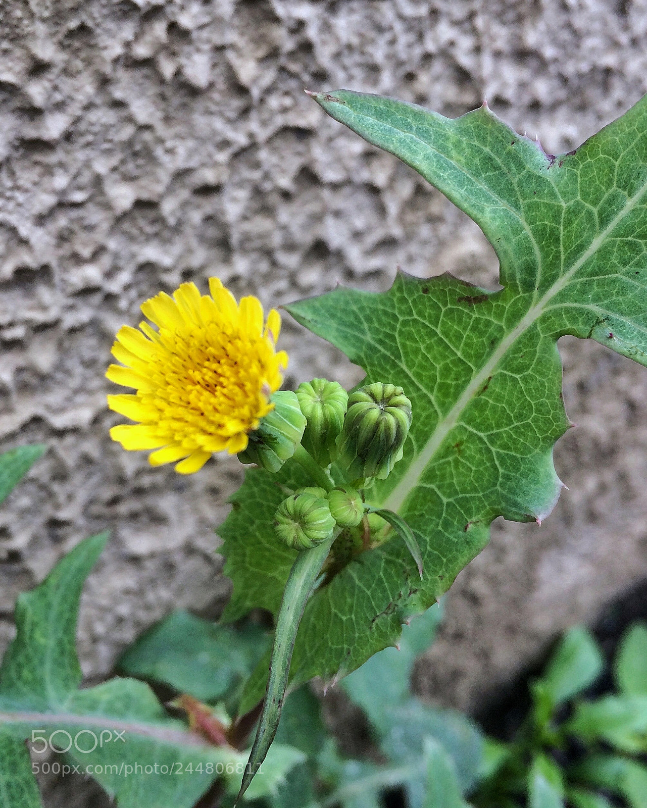 Apple iPhone 5s sample photo. Untitled photography