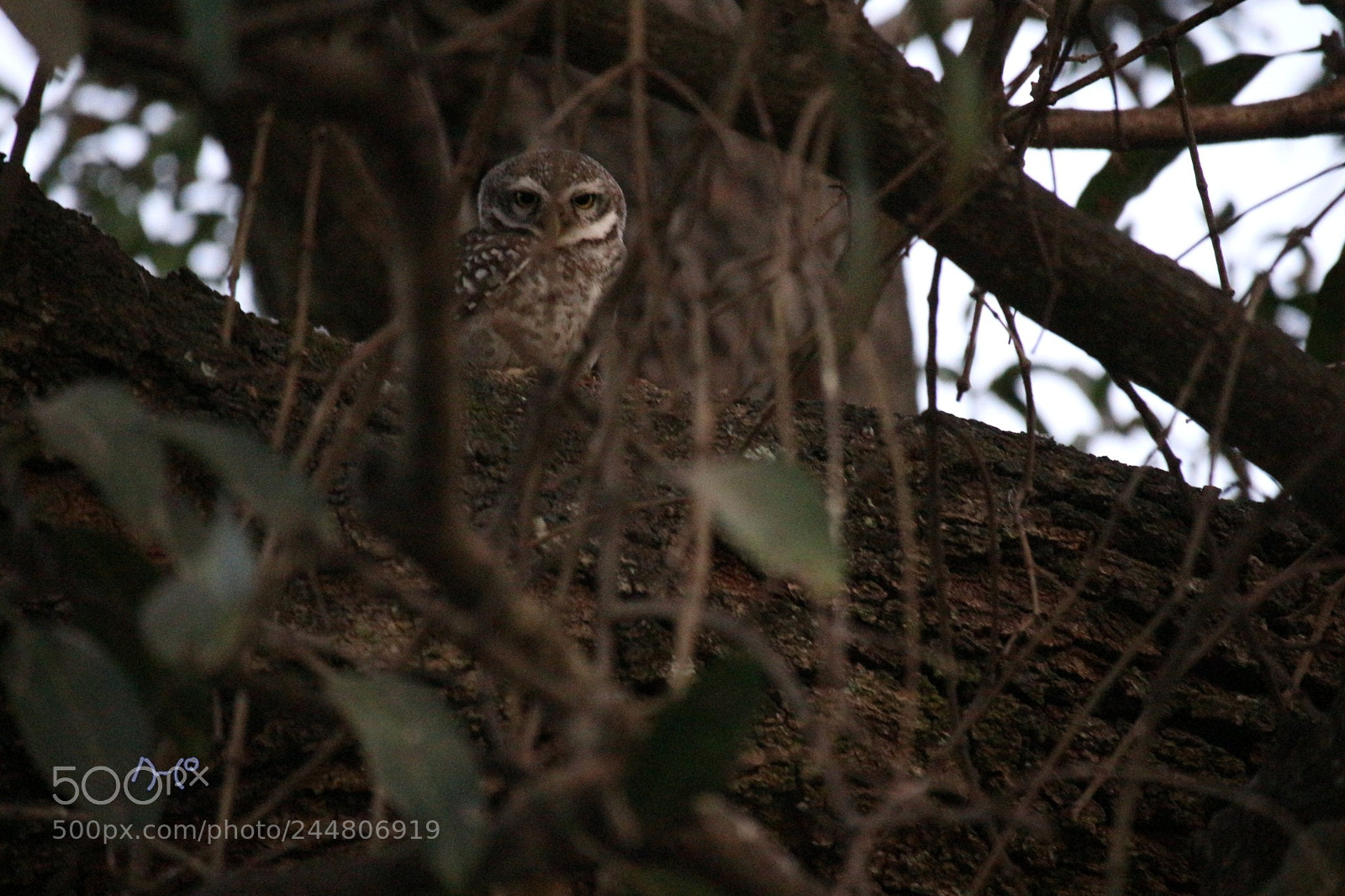Canon EOS M10 sample photo. Owlet photography