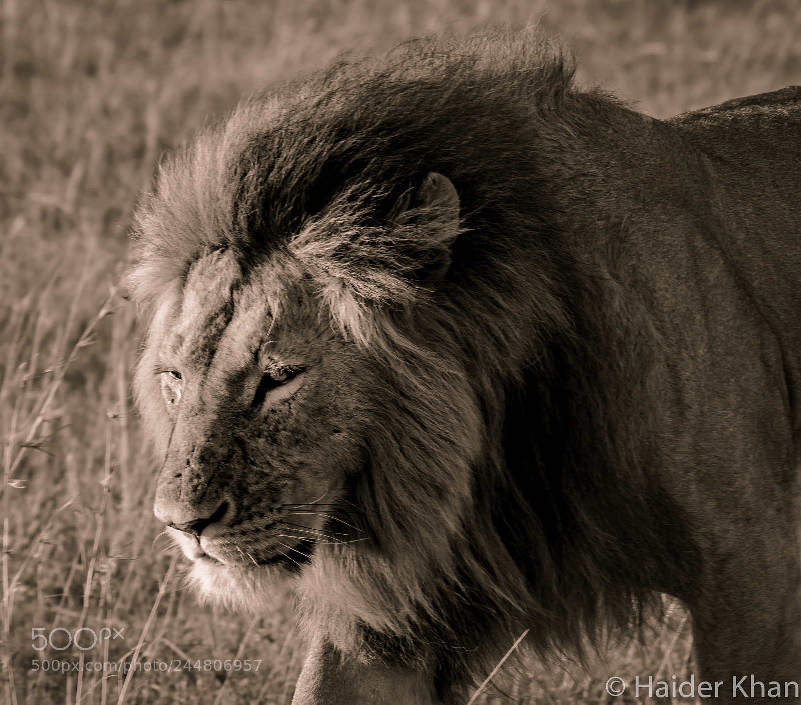 Nikon D7100 sample photo. Fiery eyes photography