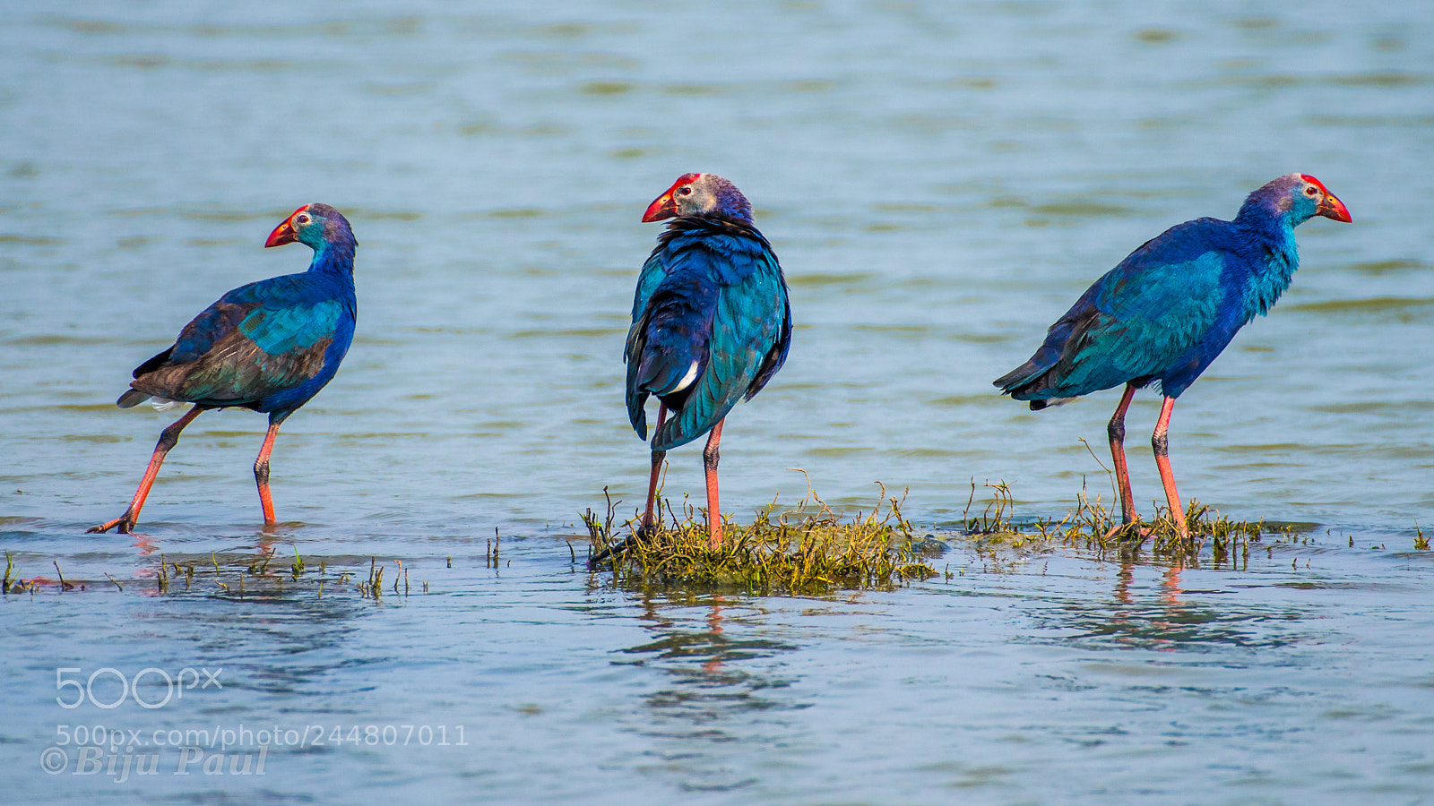 Nikon D5500 sample photo. Purple moorhen photography