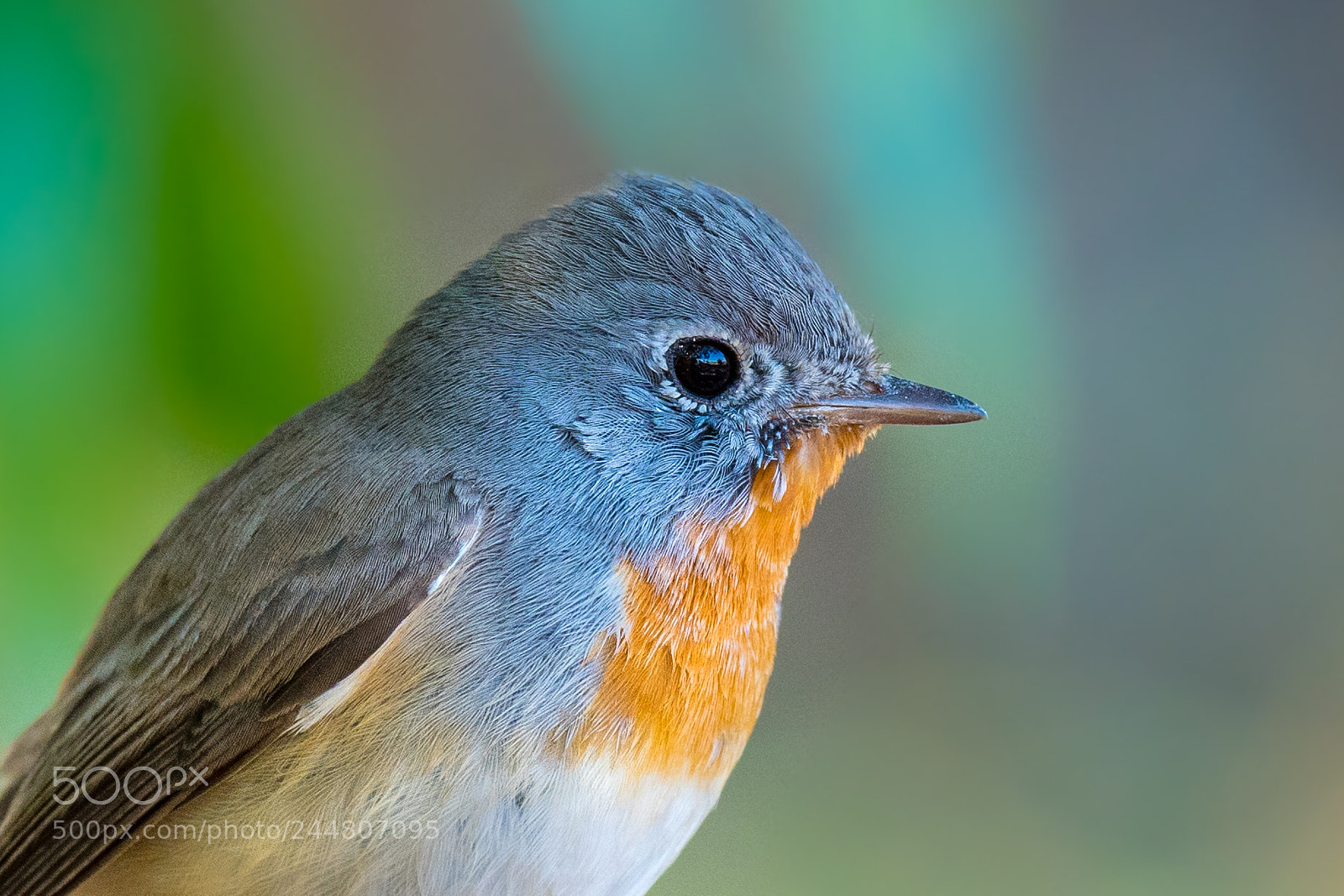 Nikon D500 sample photo. Red-breasted flycatcher photography