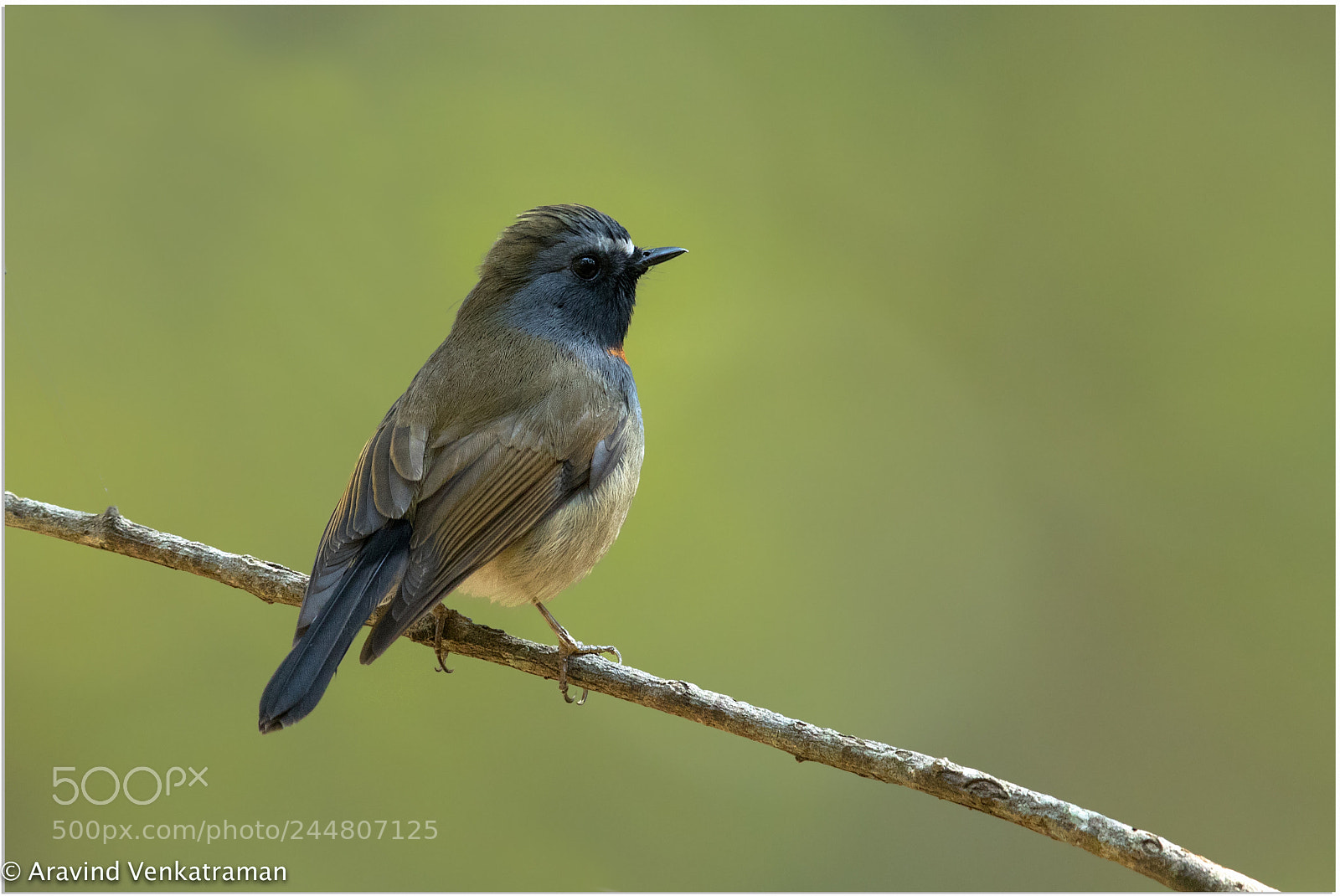 Canon EOS 7D Mark II sample photo. Rufous gorgeted flycatcher photography