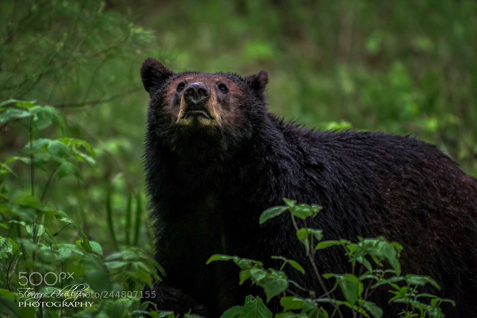Nikon D810 sample photo. Smokies black bear photography