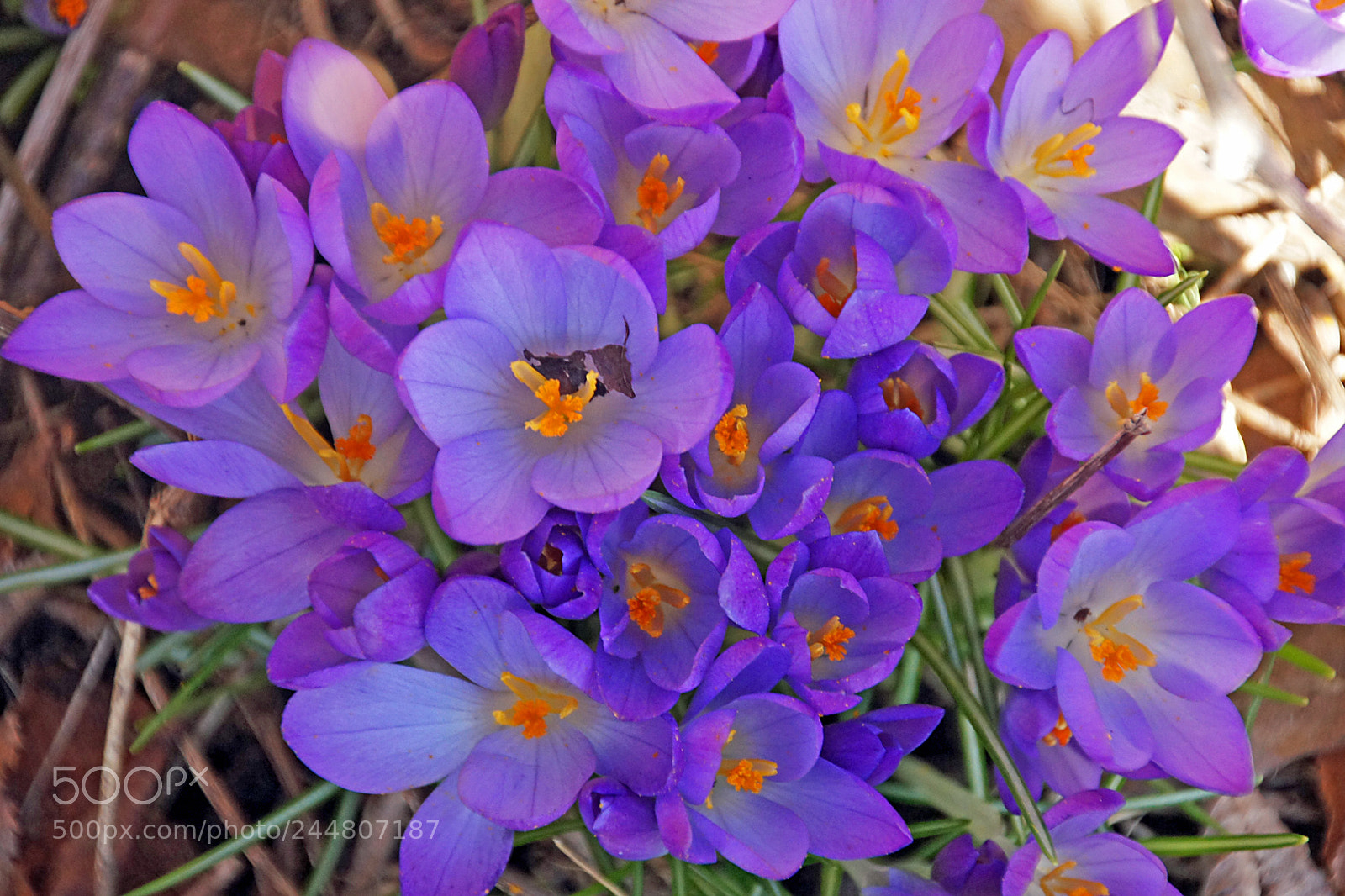 Sony Alpha DSLR-A580 sample photo. Krokus photography