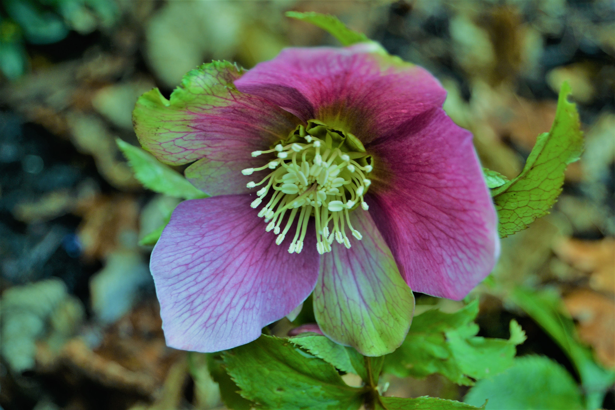 Nikon D3100 sample photo. Lenten rose photography