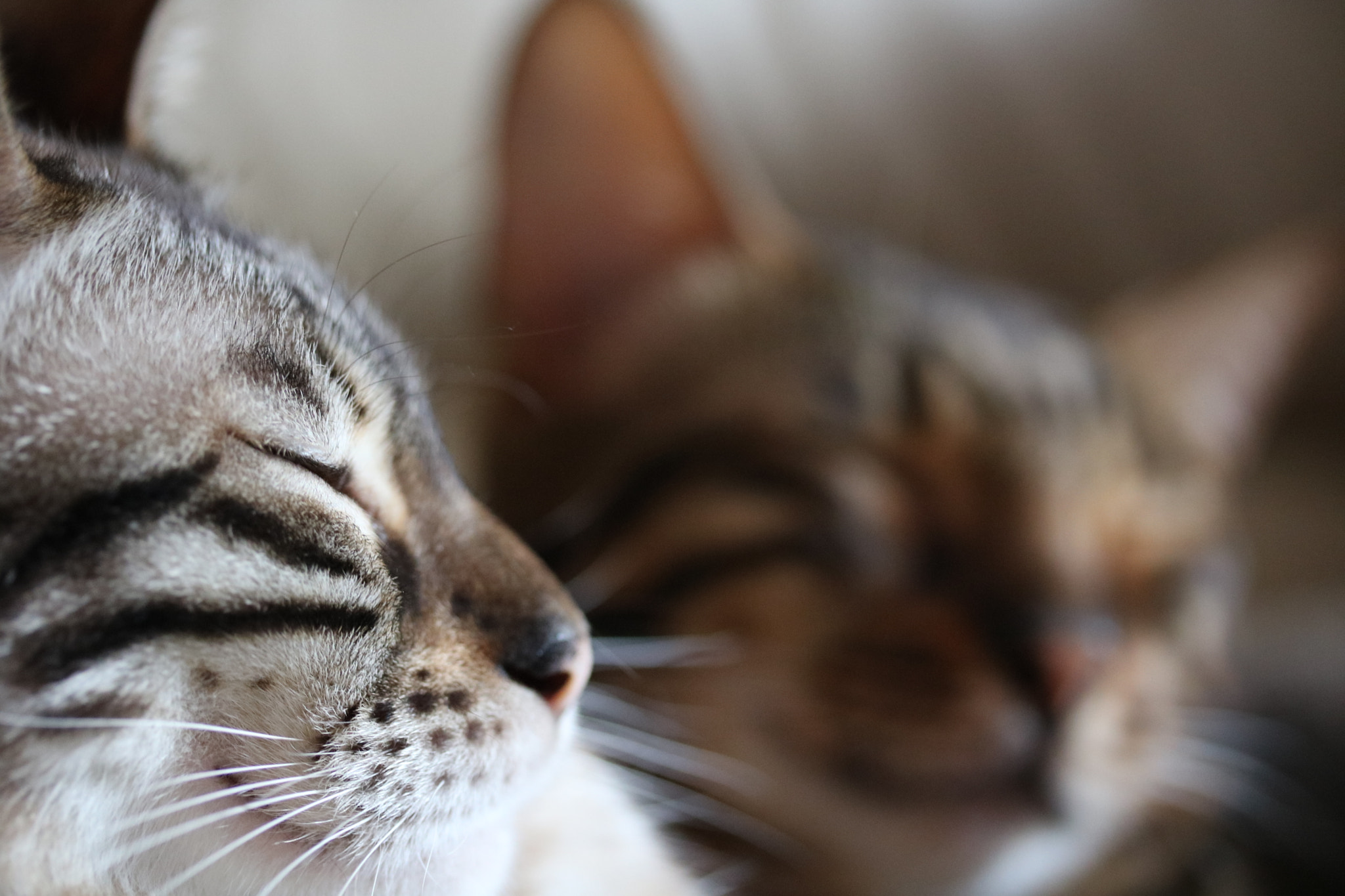 Canon EF-S 60mm F2.8 Macro USM sample photo. Bengals photography