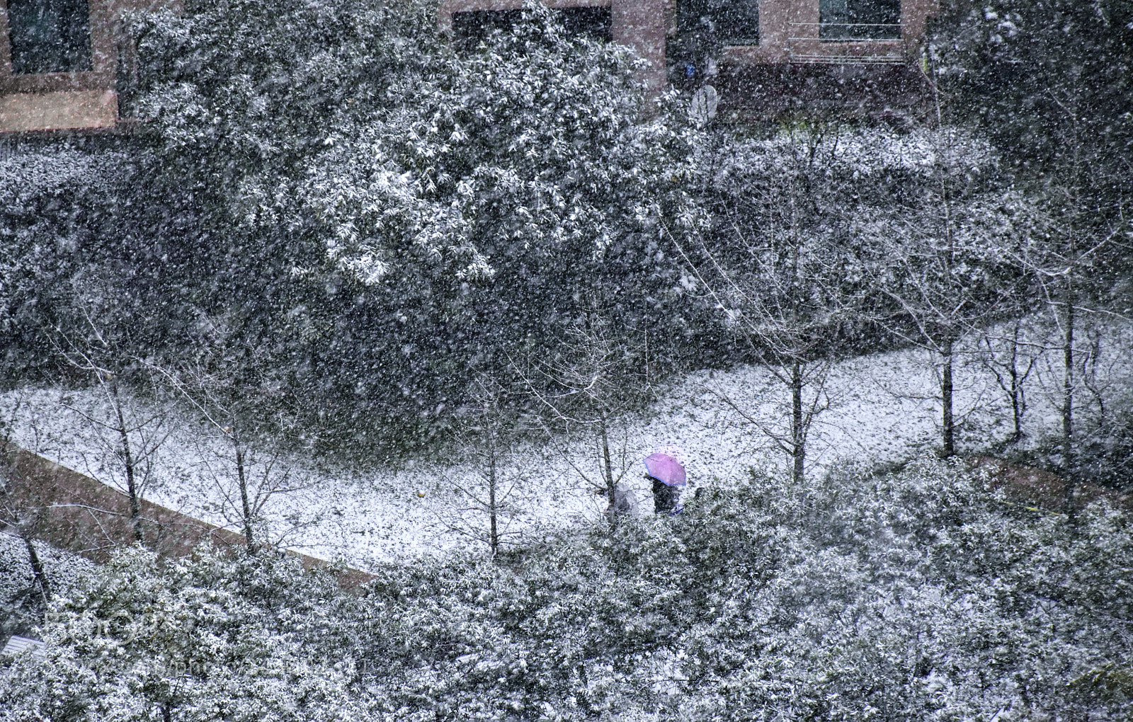 Nikon D5500 sample photo. Snowing 3 photography