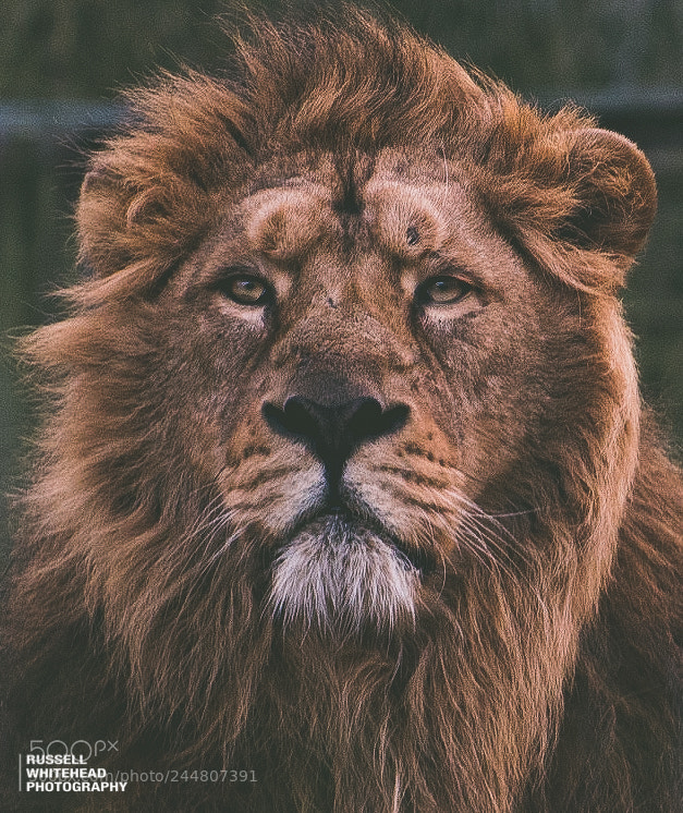 Nikon D810 sample photo. The lion's stare photography