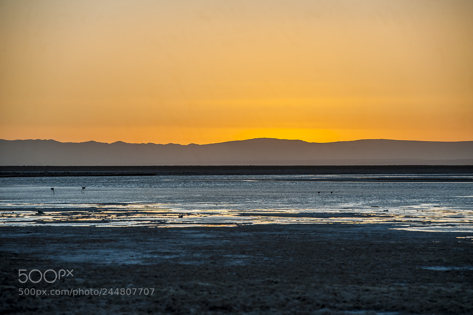 Nikon D3 sample photo. Sunset on flamingos photography